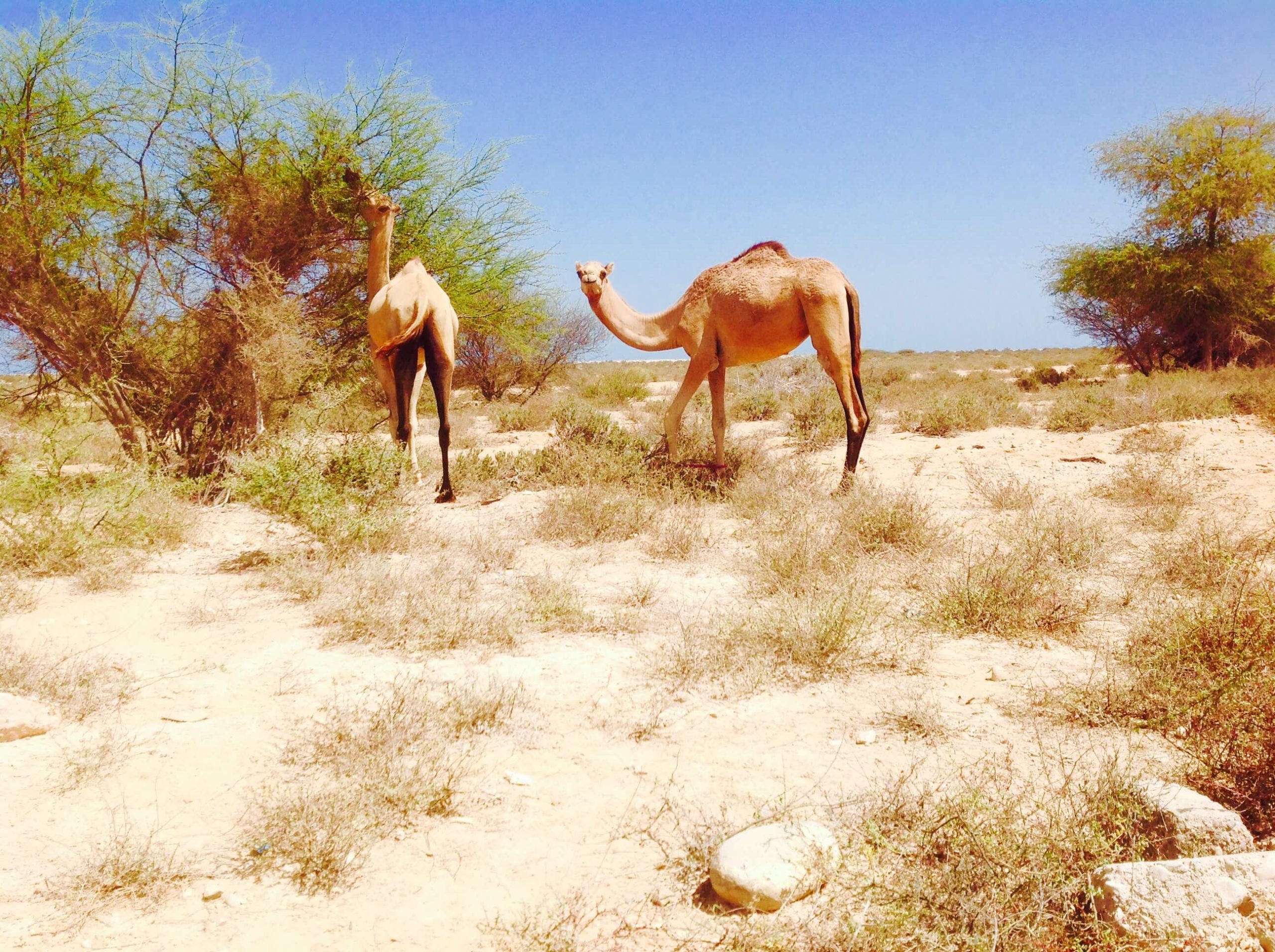 Wadi Shab Camels