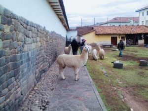 Peru, Travel Tips, Cusco, Lama